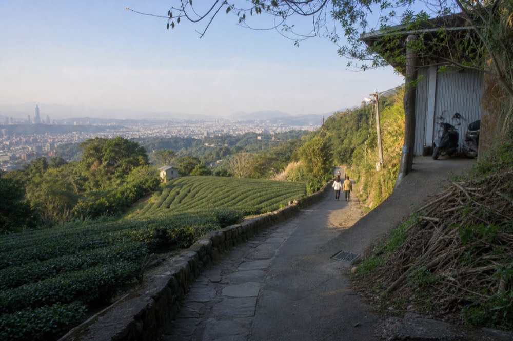 A steep narrow lane climbing past tea terraces with the Taipei basin visible below, no text, no logos, no people