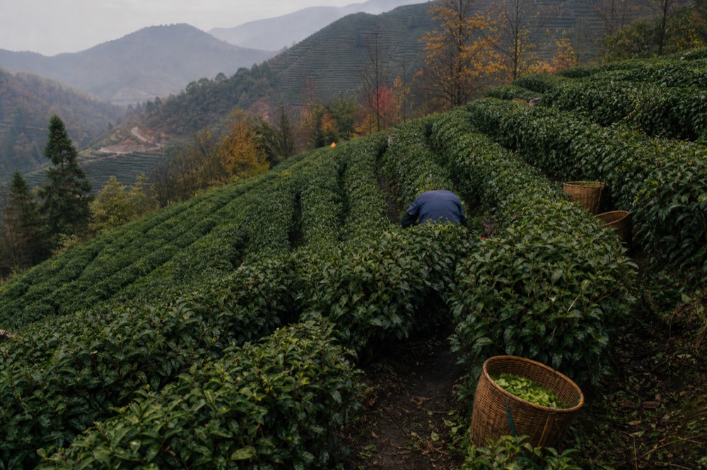 Rows of tea bushes on a terraced Maokong hillside, no text, no logos, no people