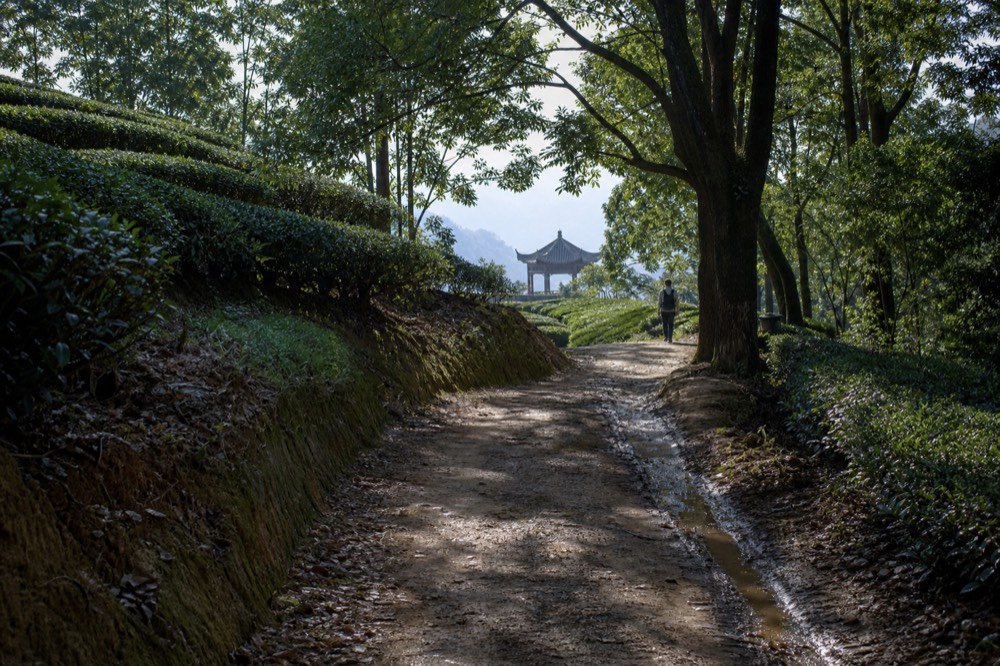 A level dirt trail crossing tea terraces on a Maokong hillside, no text, no logos, no people