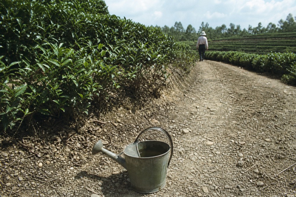 Rows of tea bushes on terraced hillsides, no text, no logos, no people