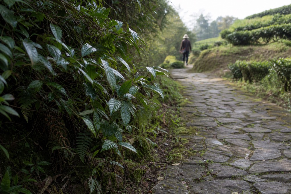 A stone path curving through tea terraces on a Maokong hillside, no text, no logos, no people