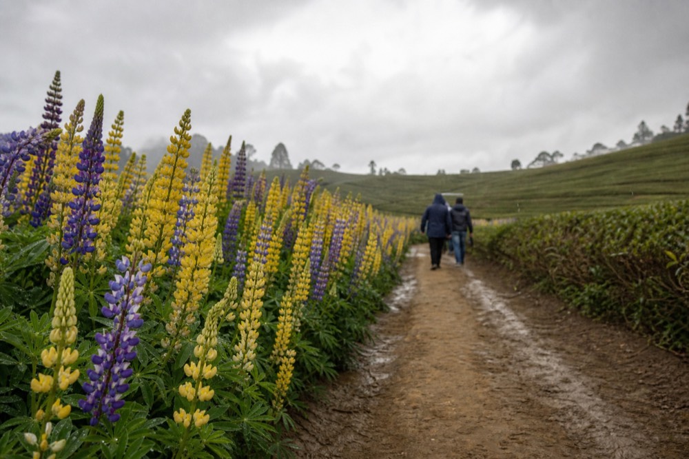 Yellow lupins flowering along a level path through tea fields, no text, no logos, no people