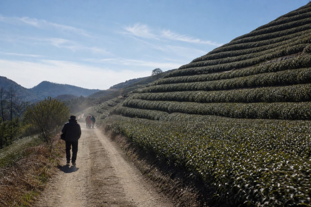 Curved rows of tea bushes on terraces following a hillside contour, no text, no logos, no people