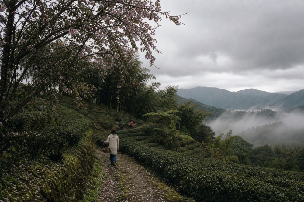 Pink and white apricot blossoms on trees above a rural path, no text, no logos, no people