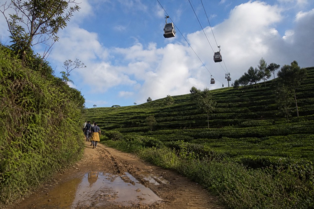 Gondola cabins crossing above terraced tea fields under a wide afternoon sky, no text, no logos, no people