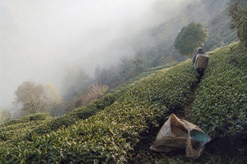 Rows of tea bushes on a terraced hillside above a misty valley, no text, no logos, no people