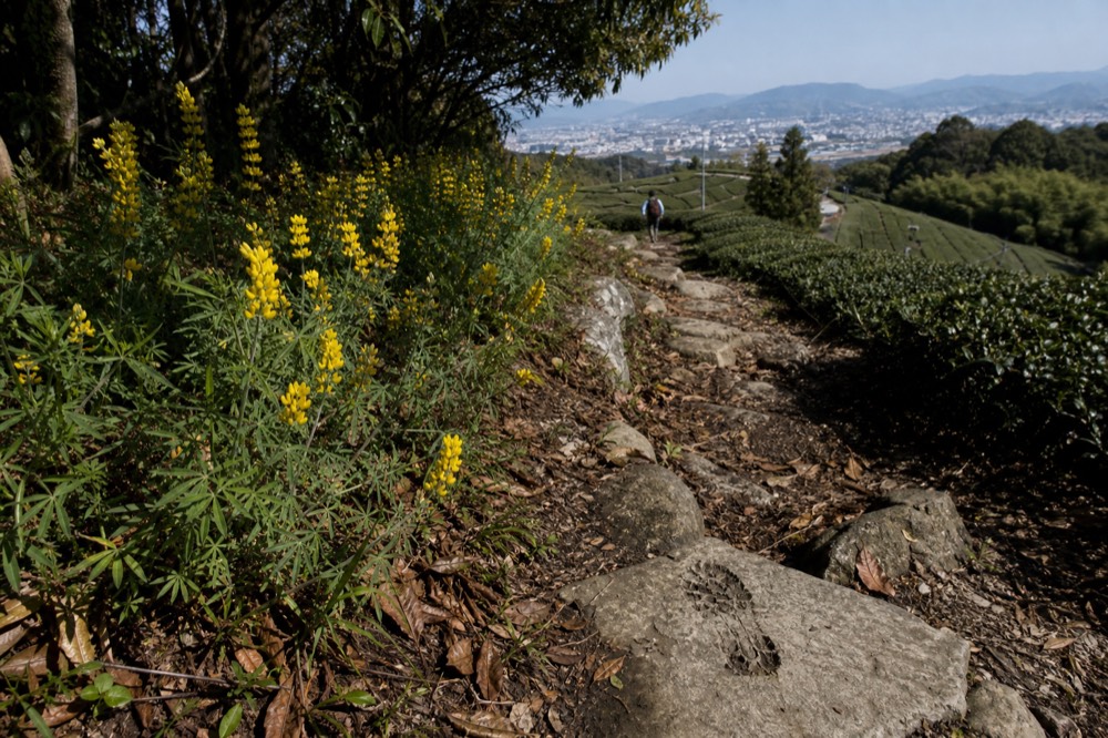 Yellow lupin flowers blooming along a hillside trail, no text, no logos, no people