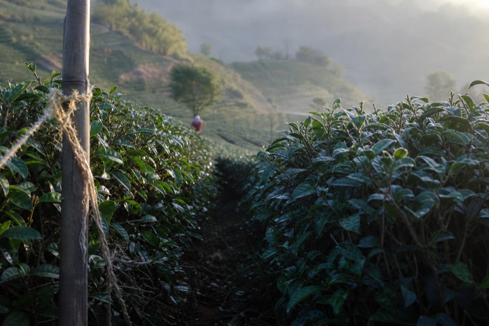 Close rows of tea bushes on a terraced Wenshan hillside, no text, no logos, no people