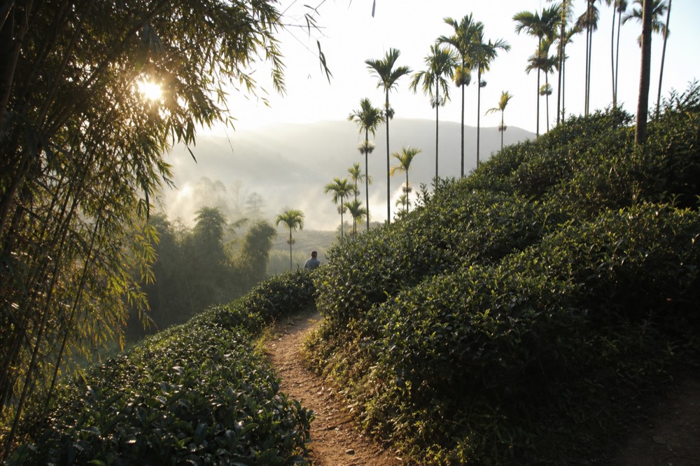 A hillside tea garden path curving between low tea hedges, no text, no logos, no people
