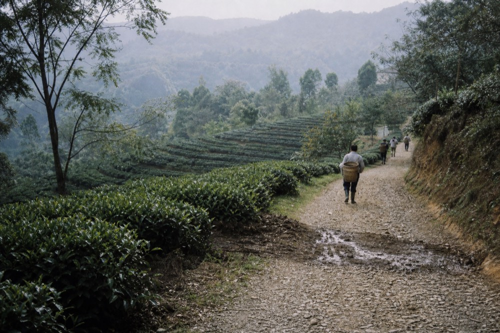 Tea bushes in neat rows on a plantation slope with a walking path beside them, no text, no logos, no people