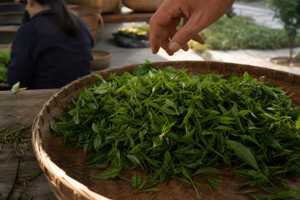 A hand resting above freshly picked tea leaves in a shallow basket, no text, no logos, no people