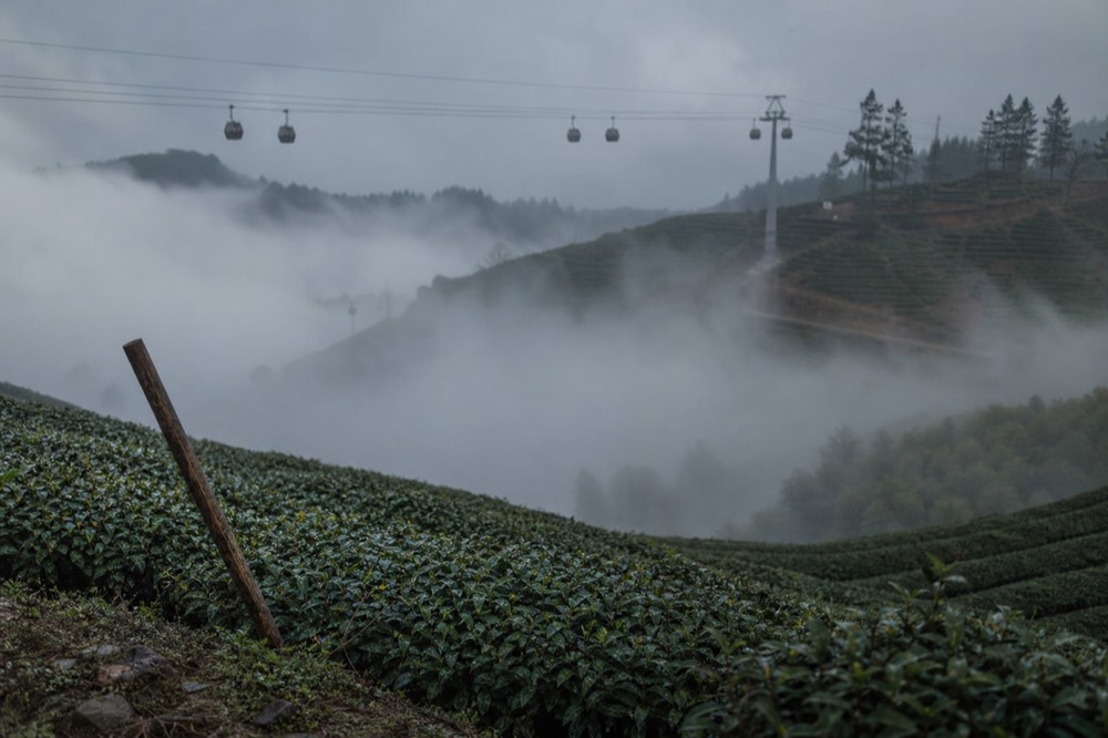 Gondola cabins crossing a fog-filled valley above tea fields, no text, no logos, no people