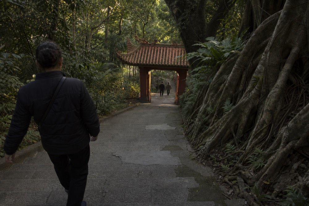 Stone staircase climbing through tall trees toward temple gates, no text, no logos, no people