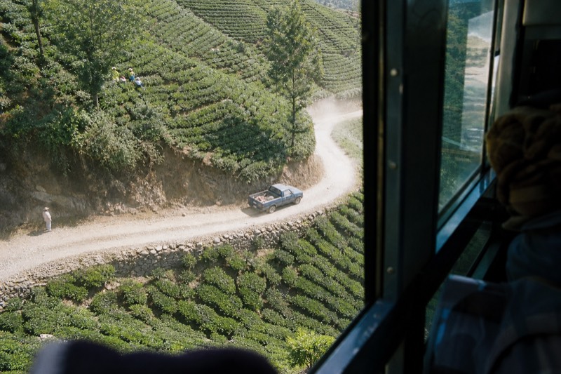 Looking down through the cabin glass at rows of tea bushes on the hillside and a narrow road winding between them.