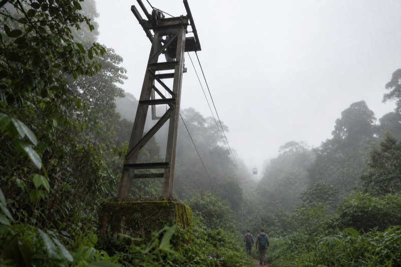 A steel support tower standing tall above subtropical trees, the haul cable passing over its sheaves toward the next span.