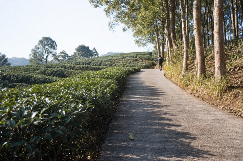 Camphor Tree Trail